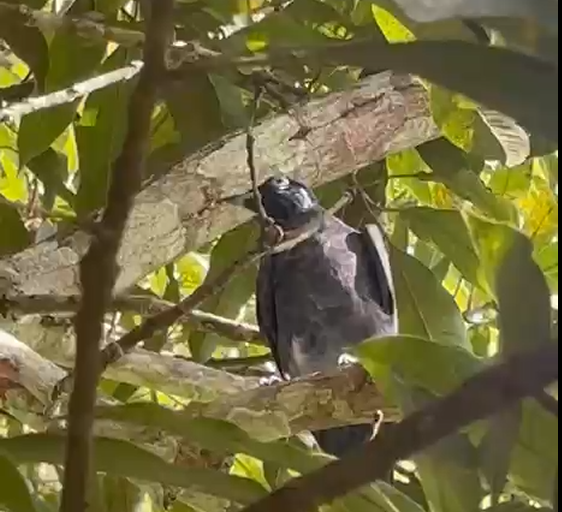 Bare-necked Fruitcrow - ML643403382