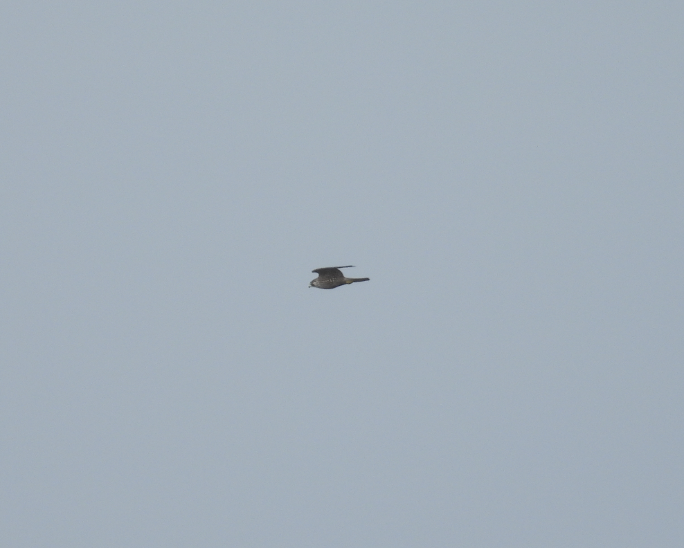 בז גמדי - ML643403415