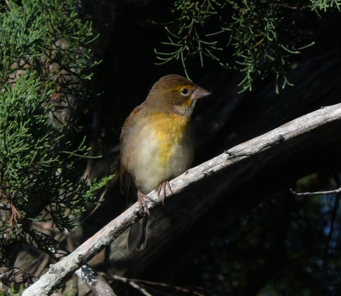 Dickcissel - ML643403416