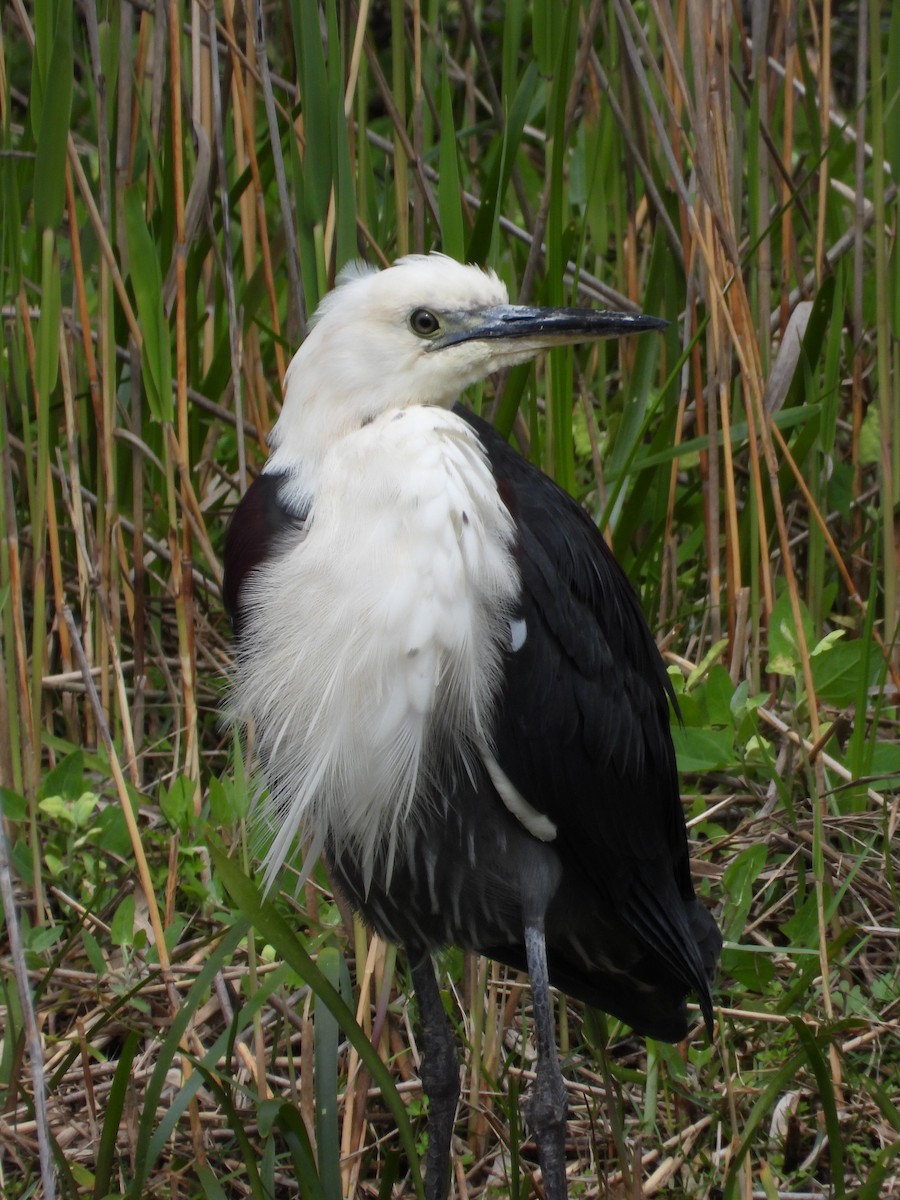 Pacific Heron - ML643403422