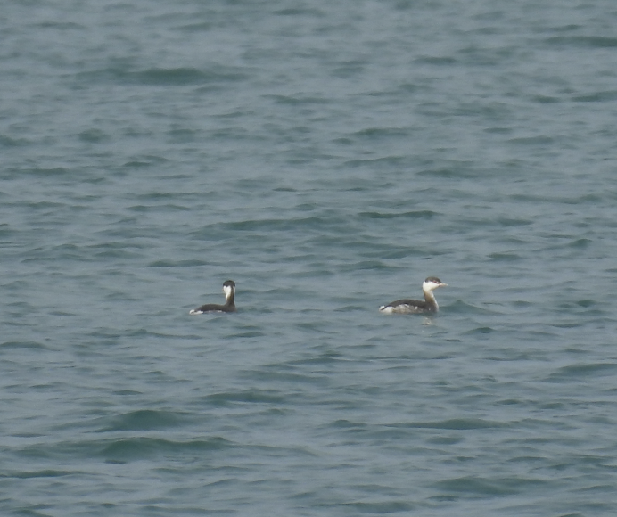 טבלן לבן-לחיים - ML643403428