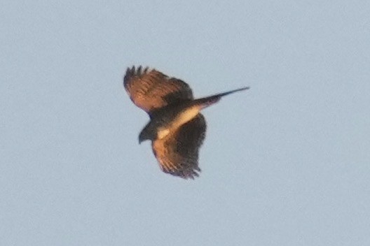 Bicolored Hawk - ML643403485