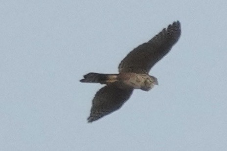 Bicolored Hawk - ML643403490