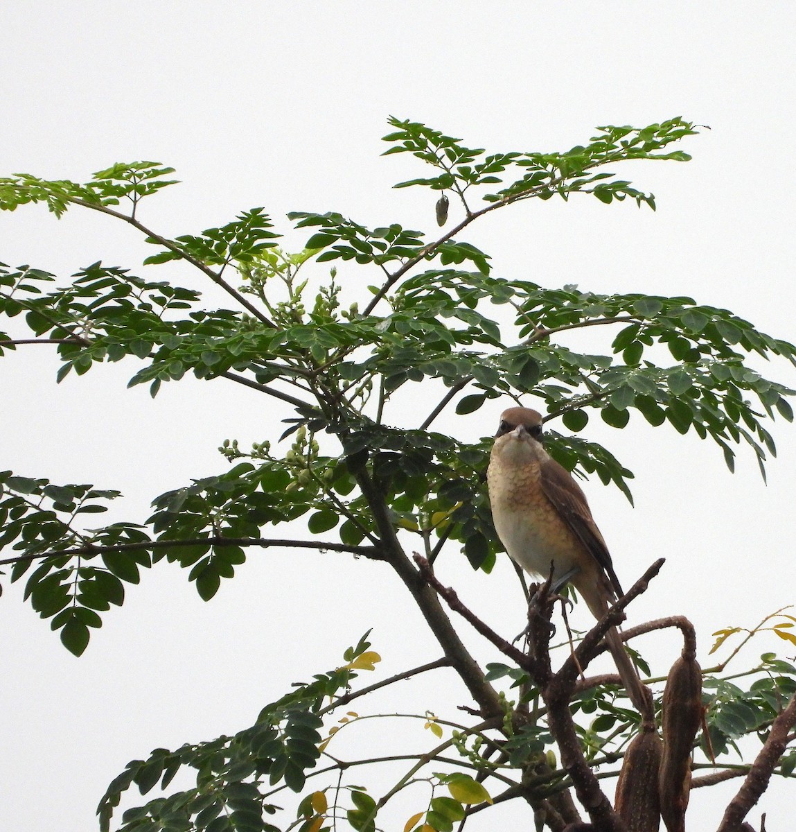Brown Shrike - ML643403491