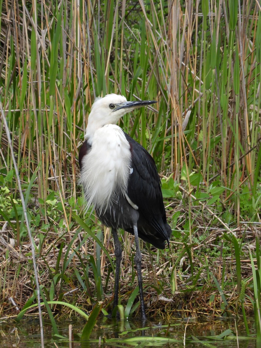 Pacific Heron - ML643403495