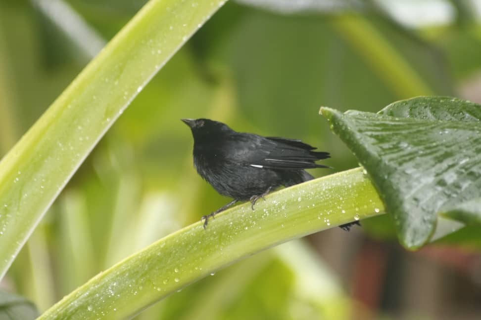 Petit Carouge - ML643403512