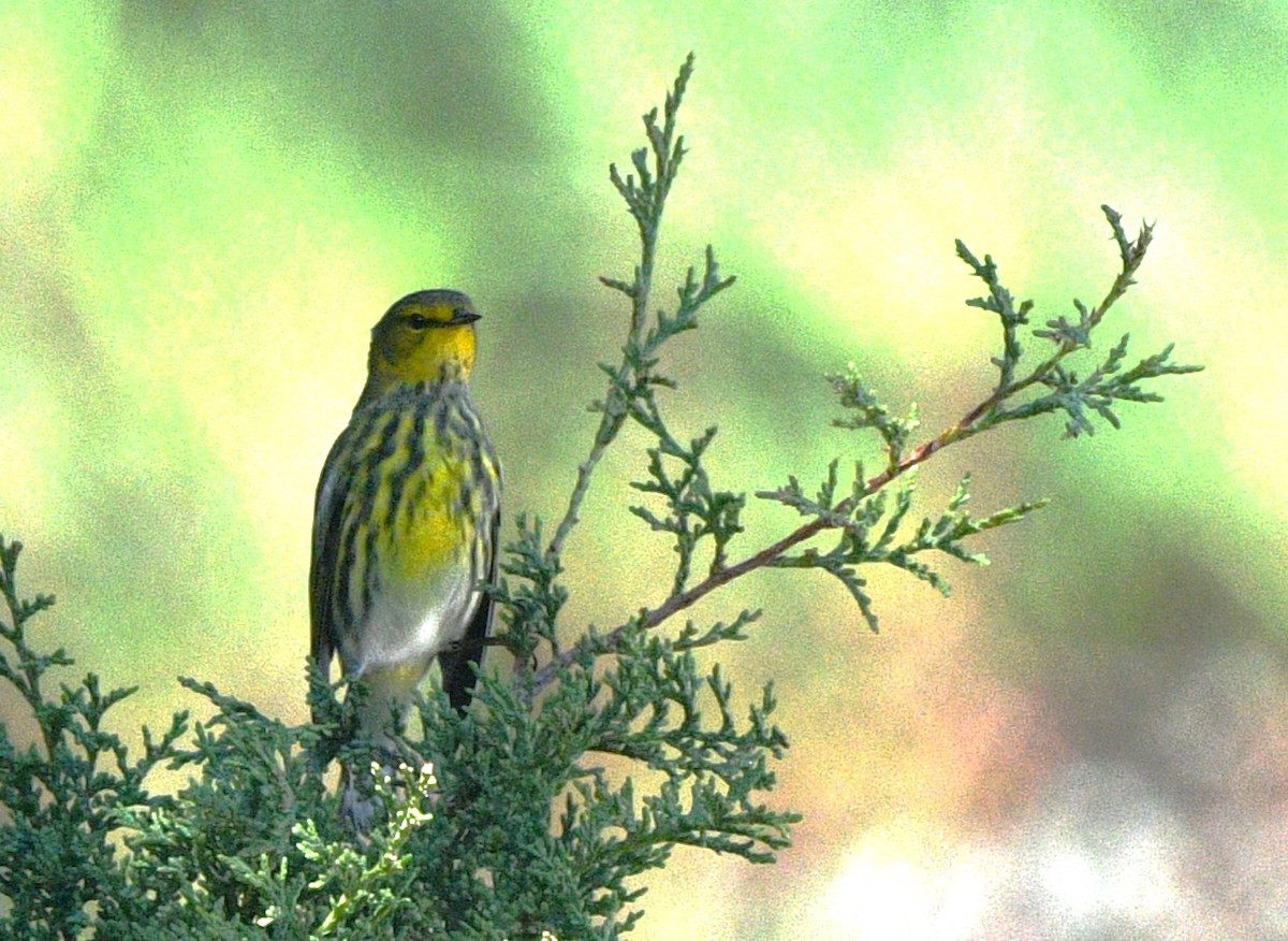Cape May Warbler - ML643403515