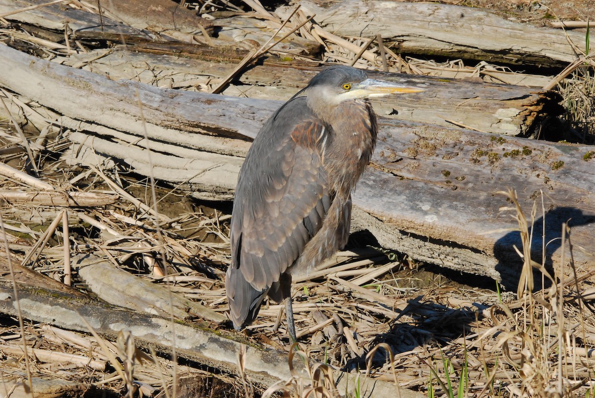Garza Azulada - ML643403522