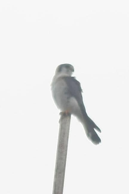 American Kestrel - ML643403524