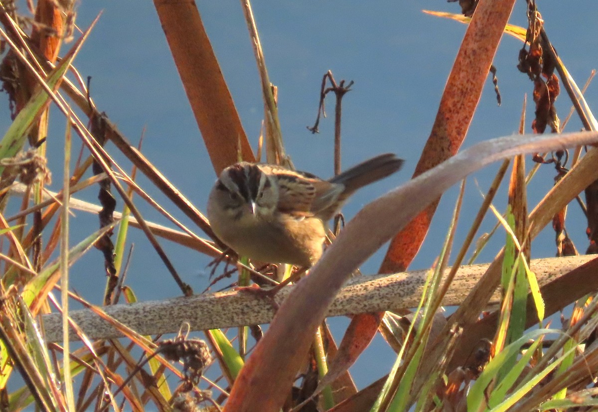 Swamp Sparrow - ML643403534