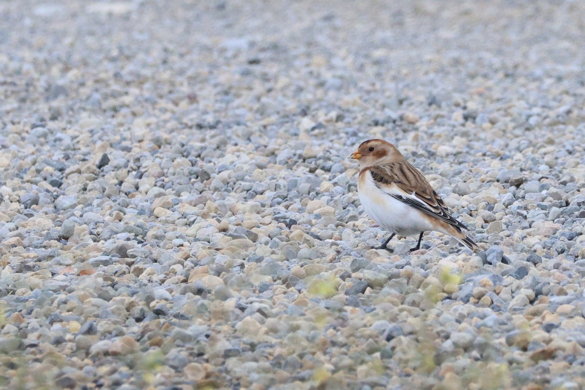 Snow Bunting - ML643403540