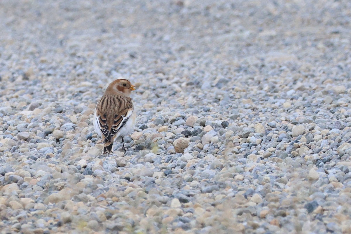 Snow Bunting - ML643403544