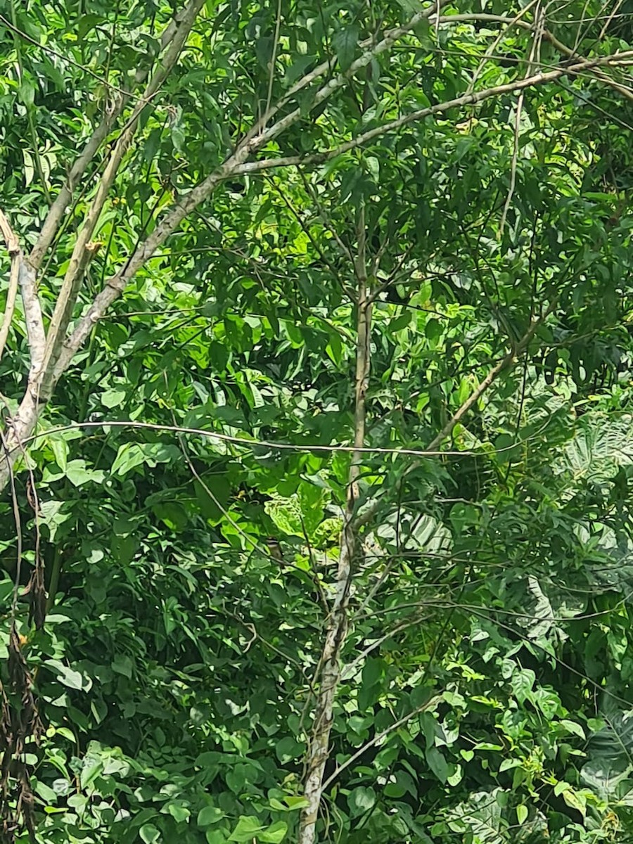 Chestnut-capped Puffbird - ML643403546