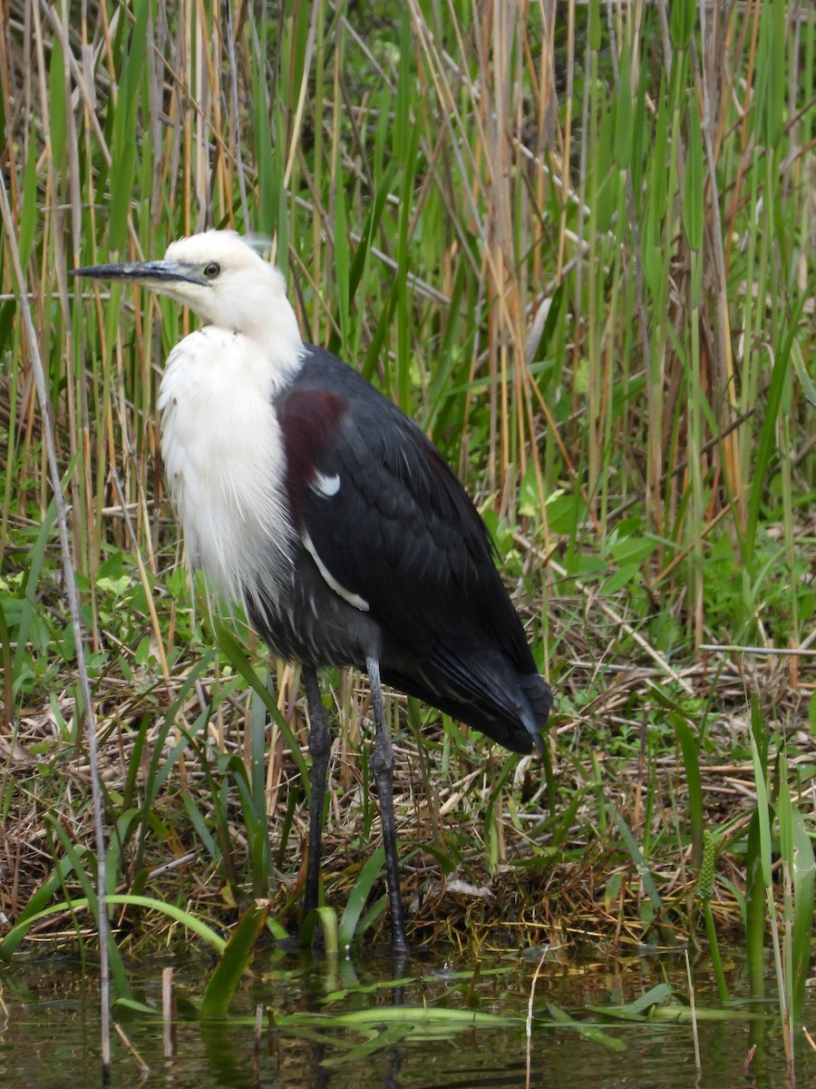 Pacific Heron - ML643403547