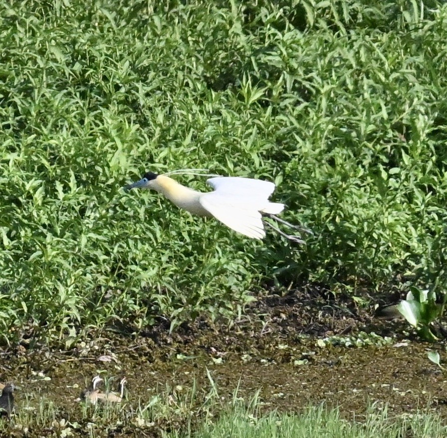 Capped Heron - ML643403548
