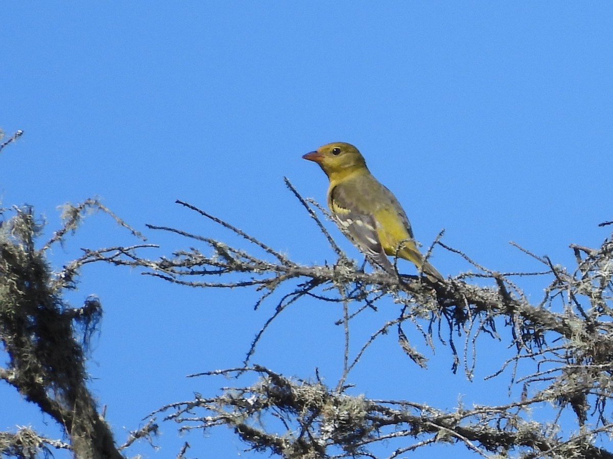 Piranga à tête rouge - ML643403554