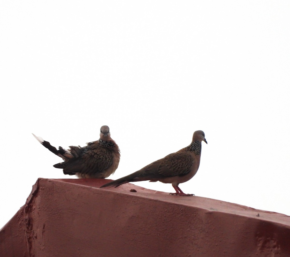 Spotted Dove - ML643403555