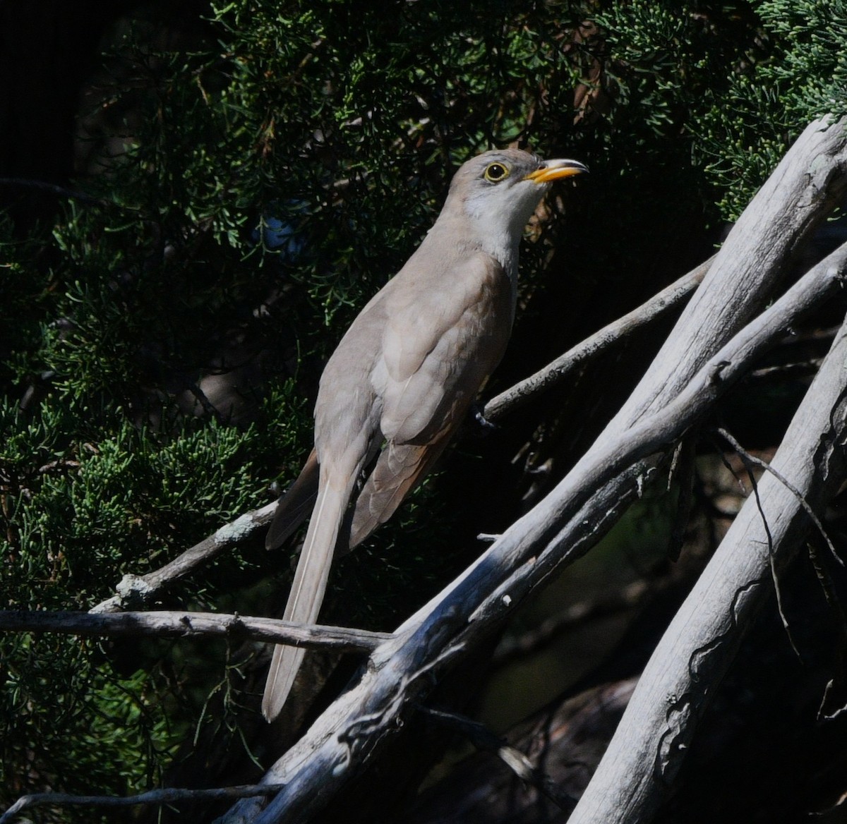 Yellow-billed Cuckoo - ML643403584