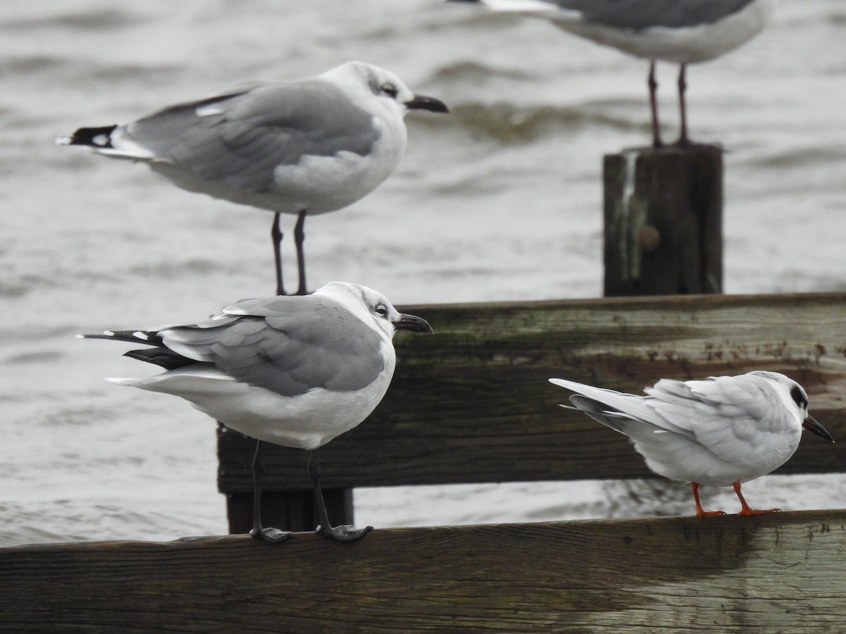 Laughing Gull - ML643403620