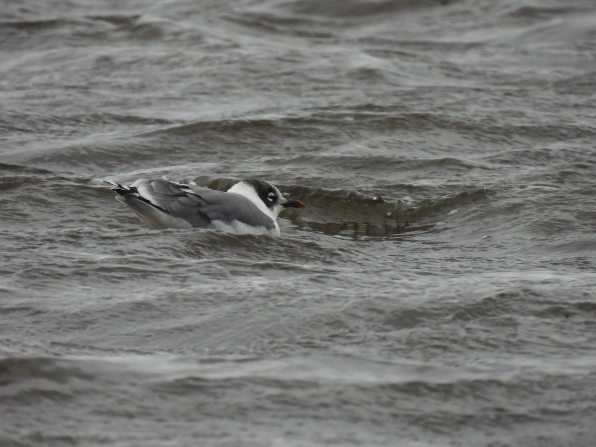 Laughing Gull - ML643403621