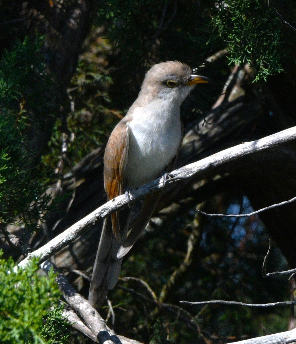 Yellow-billed Cuckoo - ML643403623