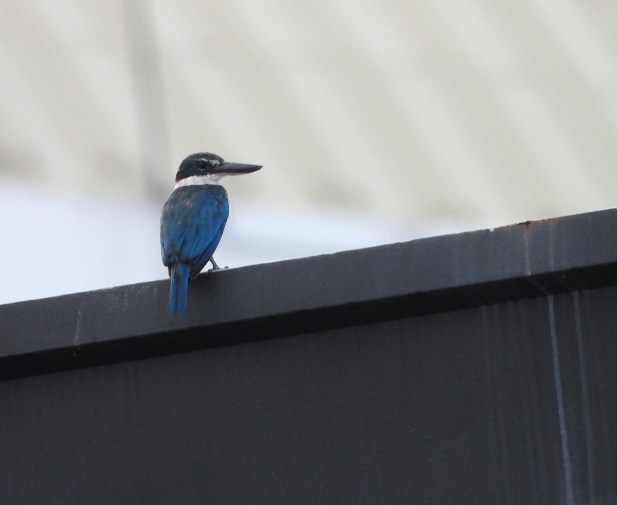 Collared Kingfisher - ML643403628