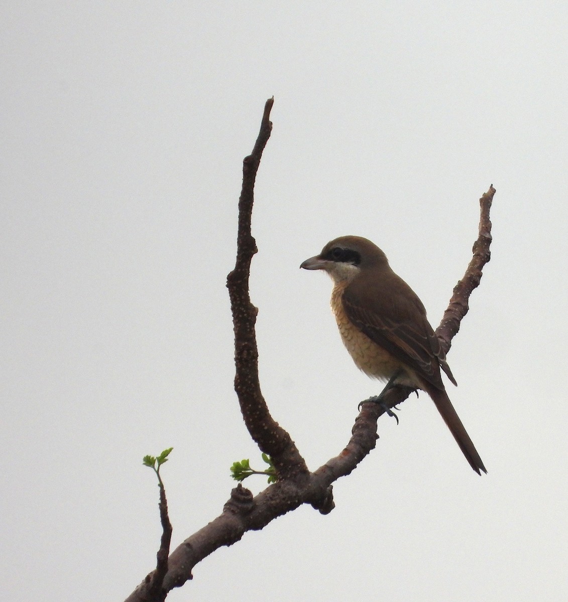 Brown Shrike - ML643403641