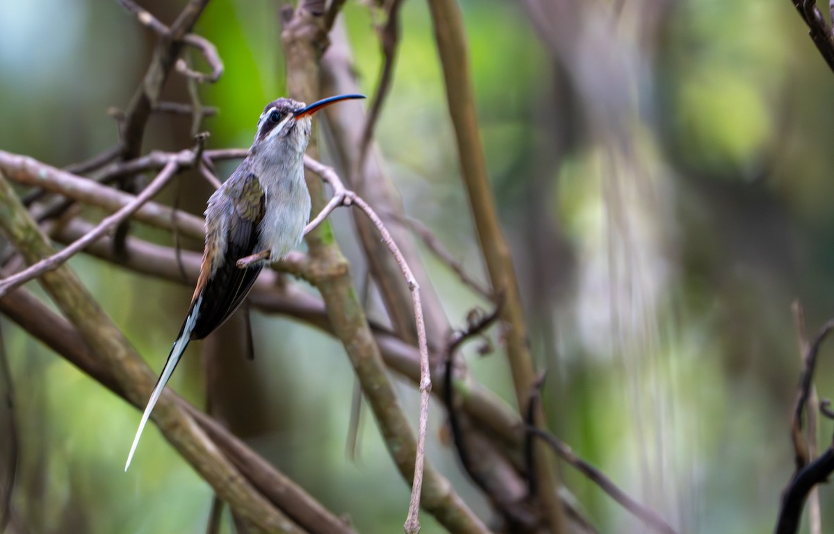 Sooty-capped Hermit - ML643403643