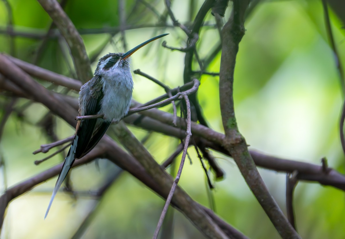 Sooty-capped Hermit - ML643403644