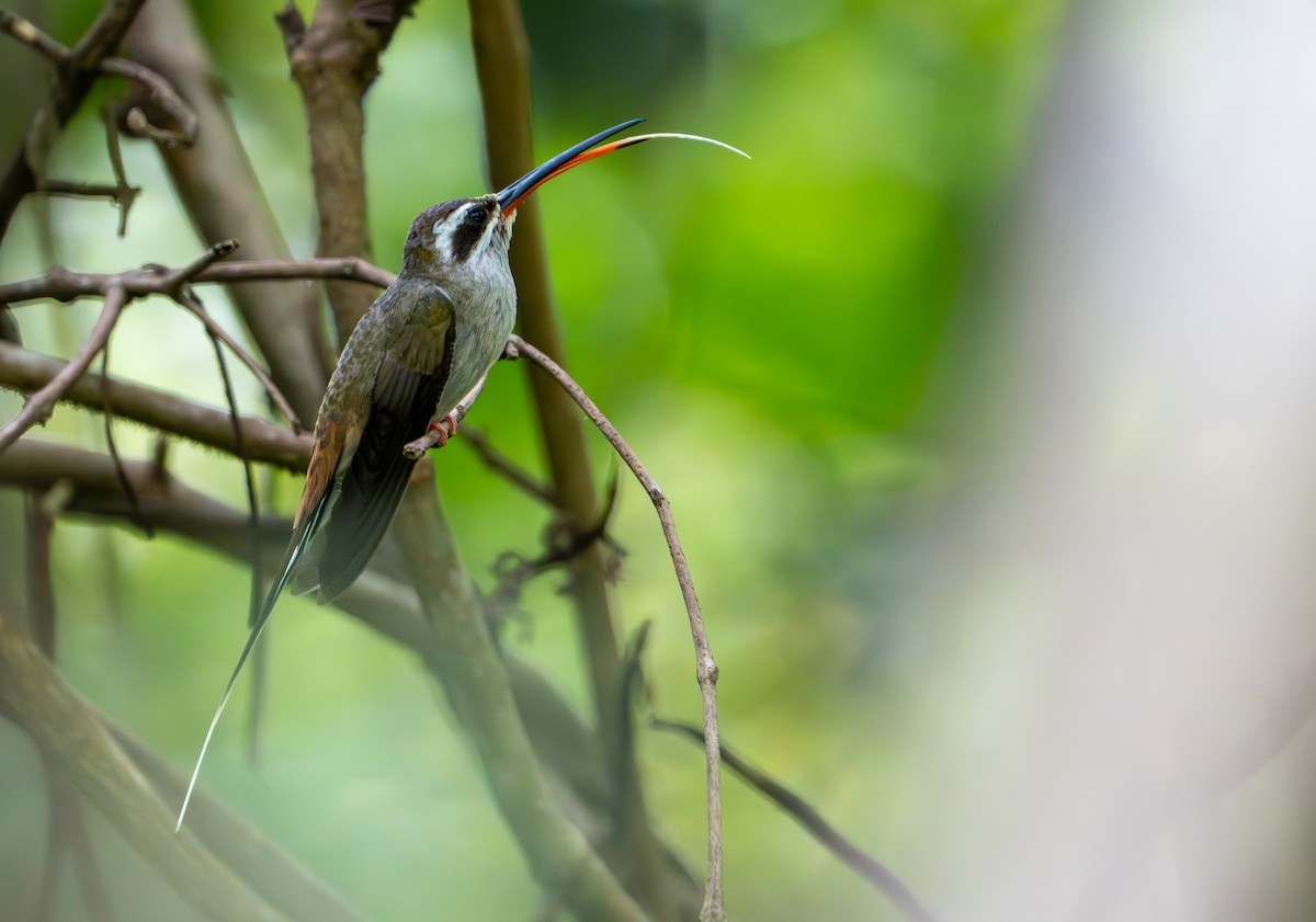Sooty-capped Hermit - ML643403645