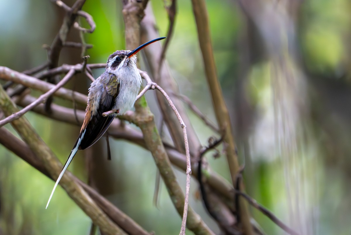 Sooty-capped Hermit - ML643403646