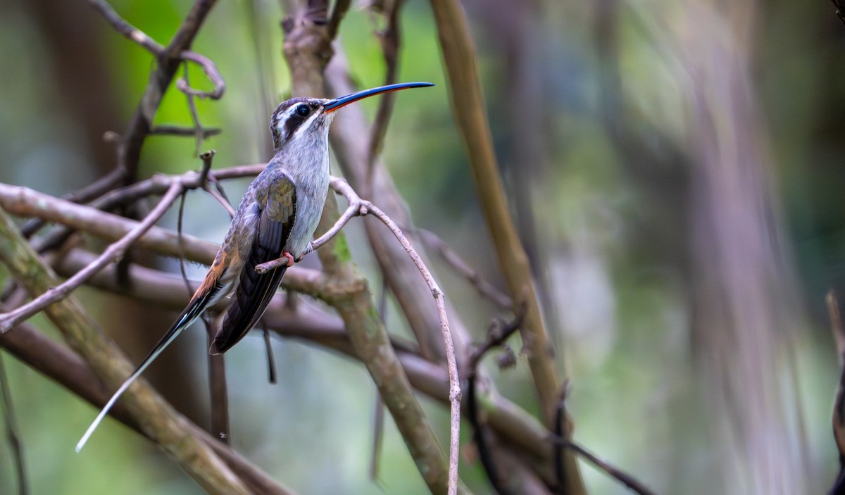 Sooty-capped Hermit - ML643403648
