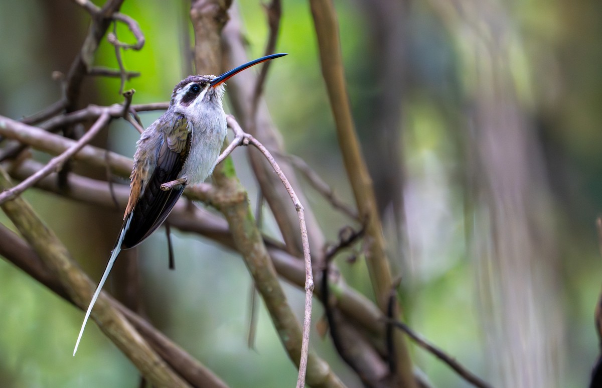 Sooty-capped Hermit - ML643403649