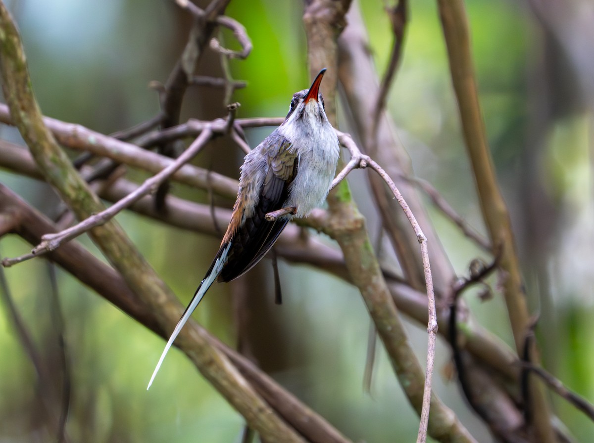 Sooty-capped Hermit - ML643403650