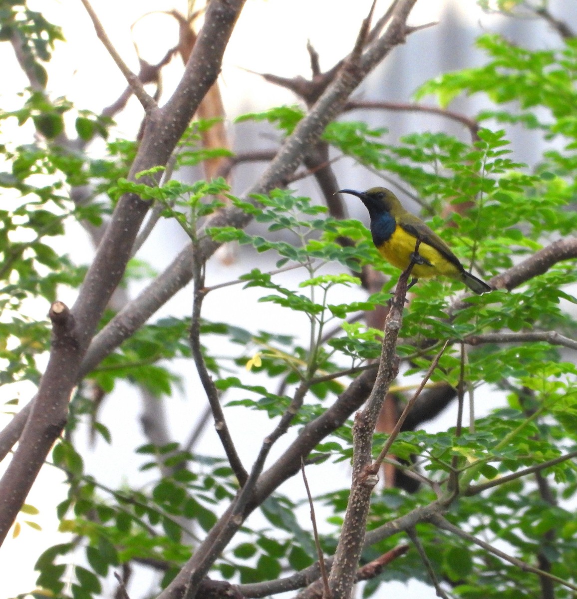 Garden Sunbird - ML643403656