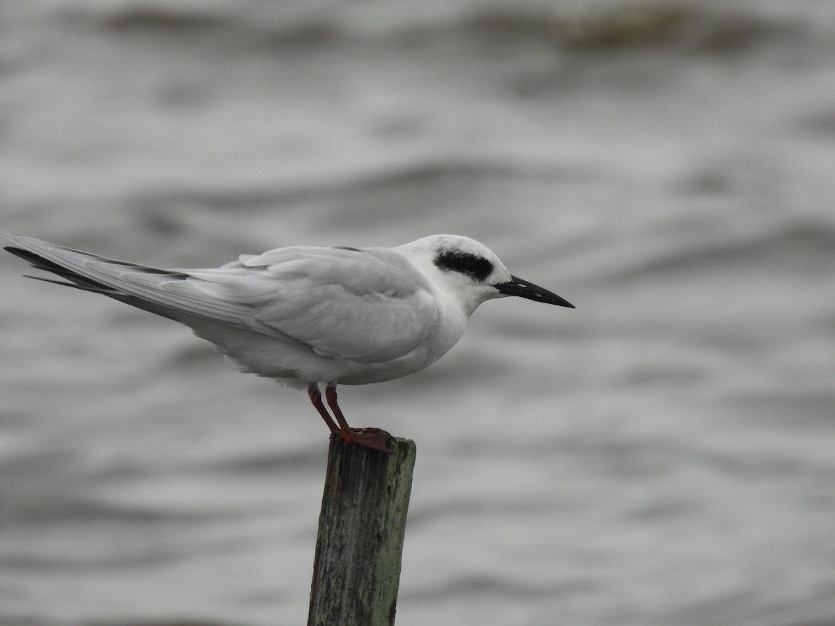 Forster's Tern - ML643403663