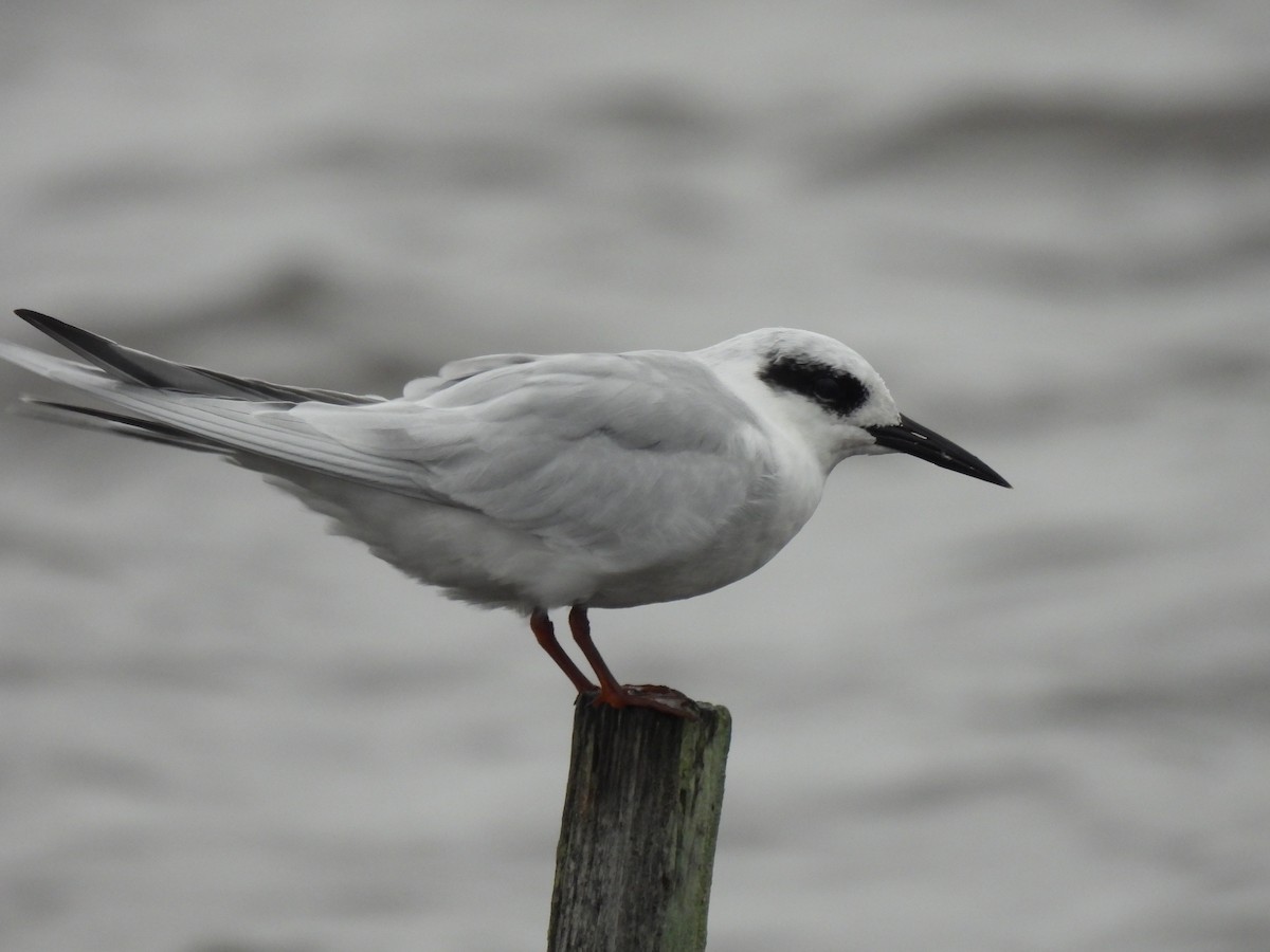 Forster's Tern - ML643403664