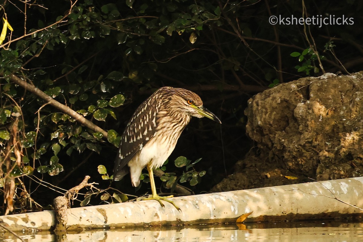 Black-crowned Night Heron - ML643403666