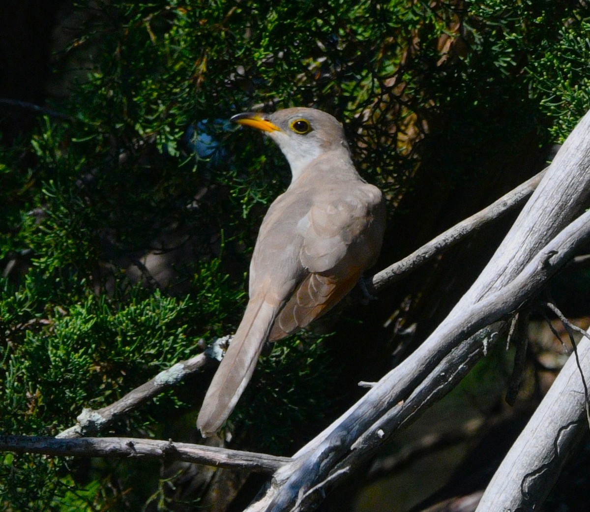 Yellow-billed Cuckoo - ML643403667