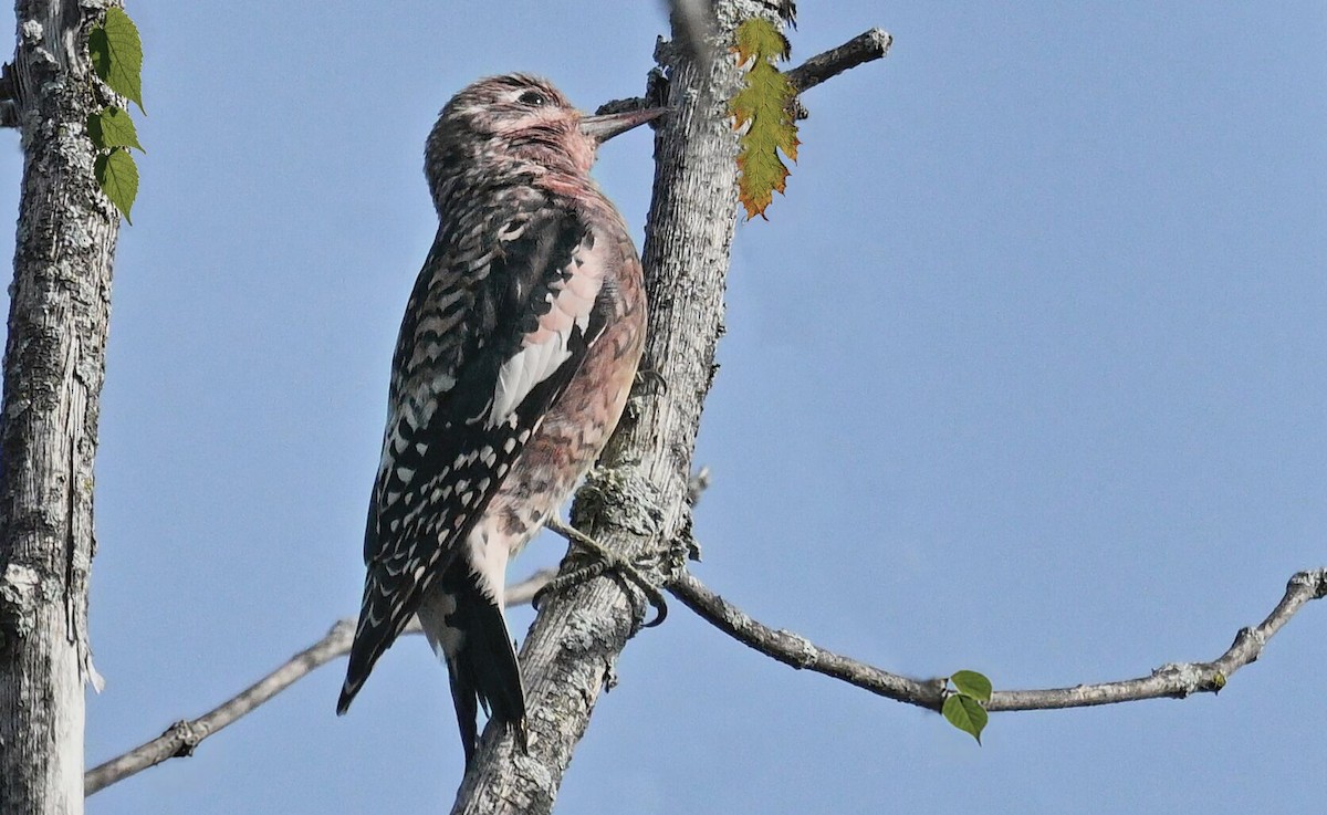 Yellow-bellied Sapsucker - ML643403669