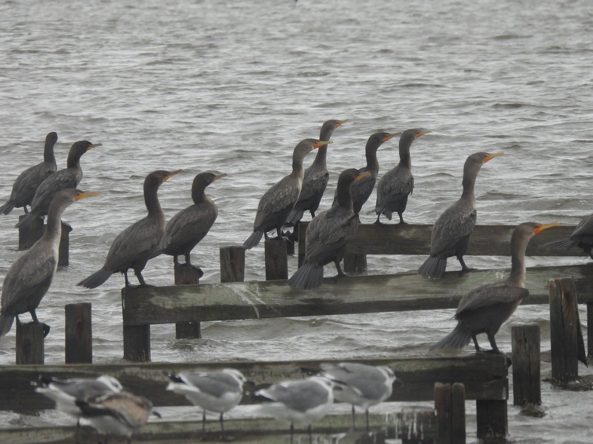 Double-crested Cormorant - ML643403671