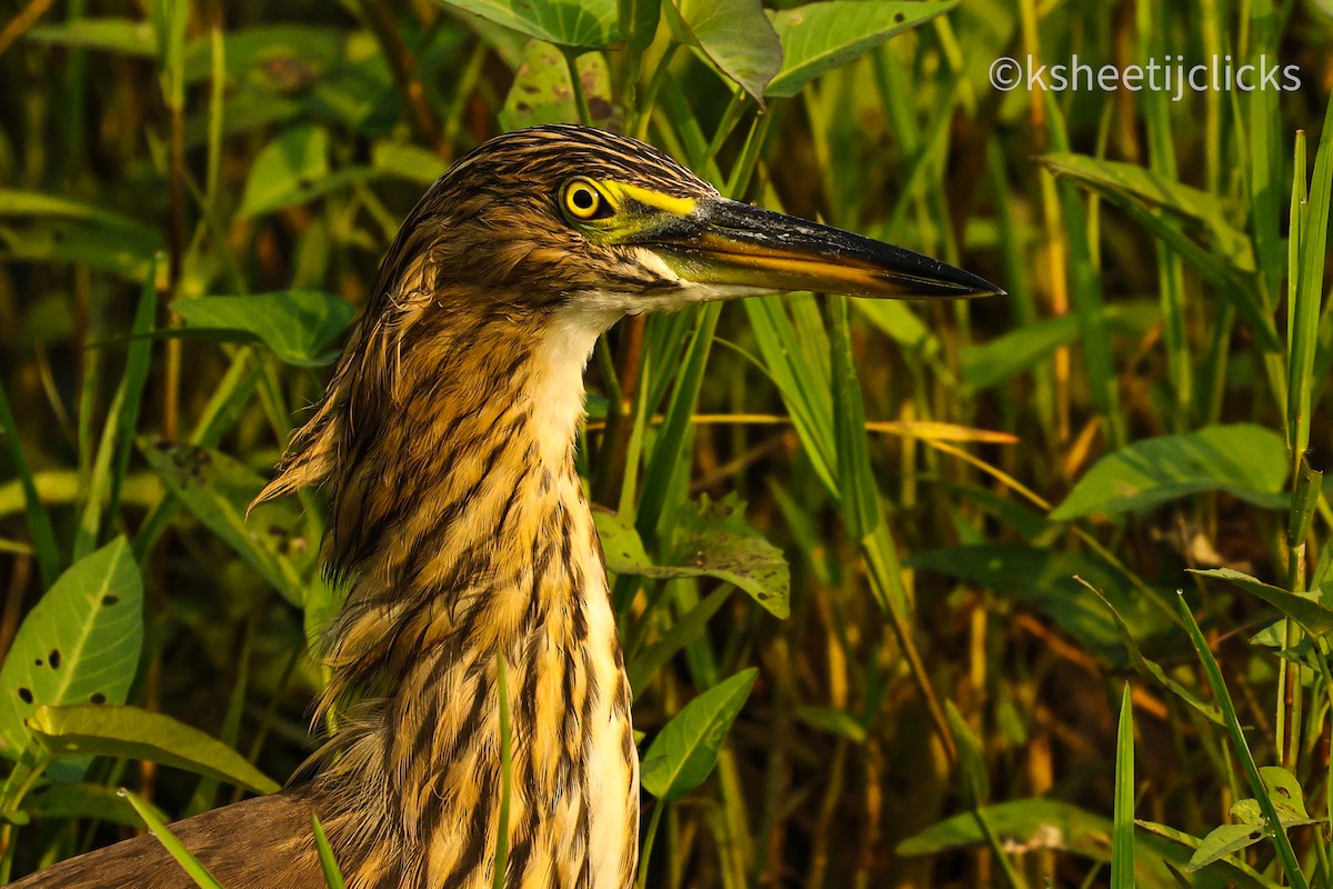 Indian Pond-Heron - ML643403675