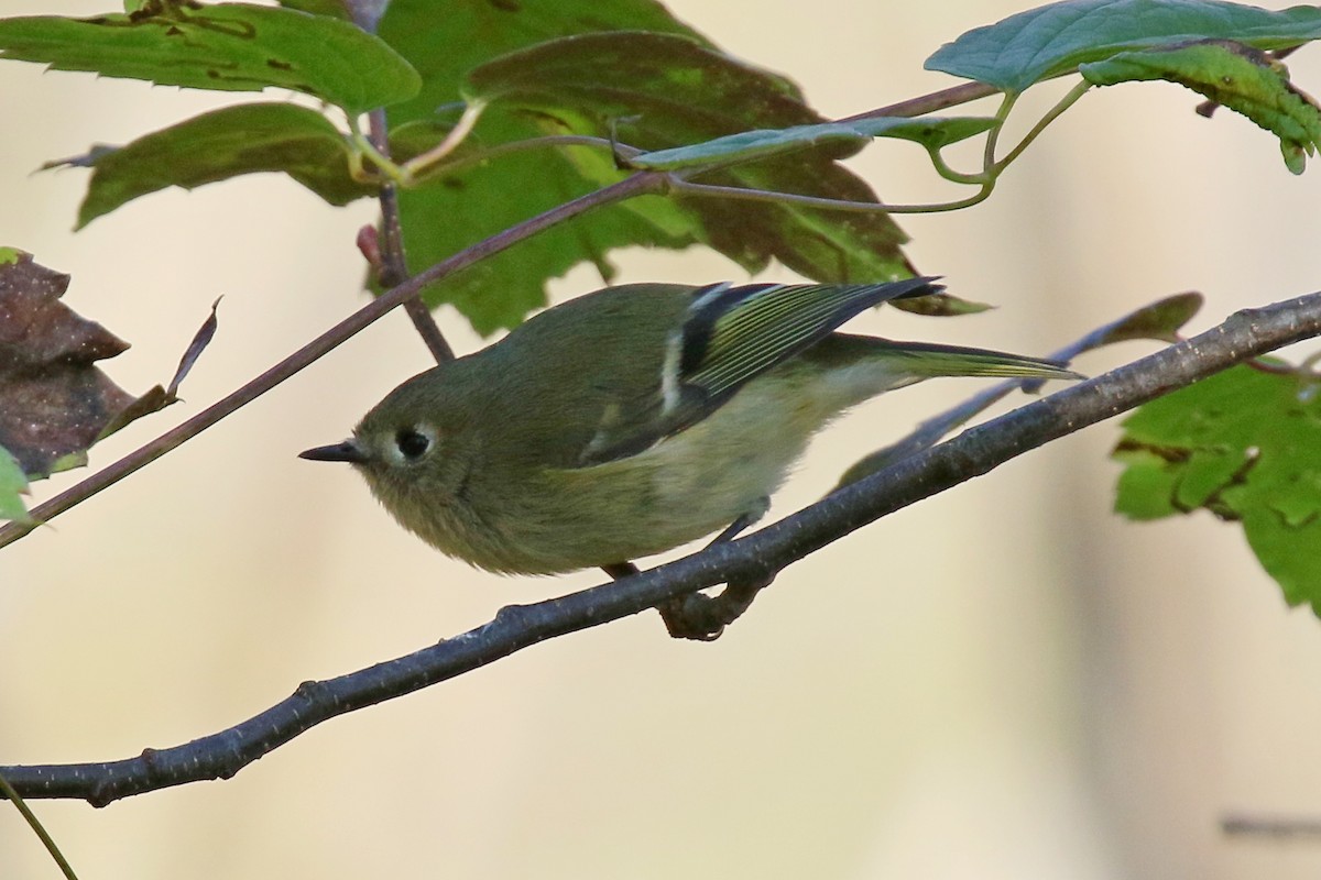 Ruby-crowned Kinglet - ML643403679