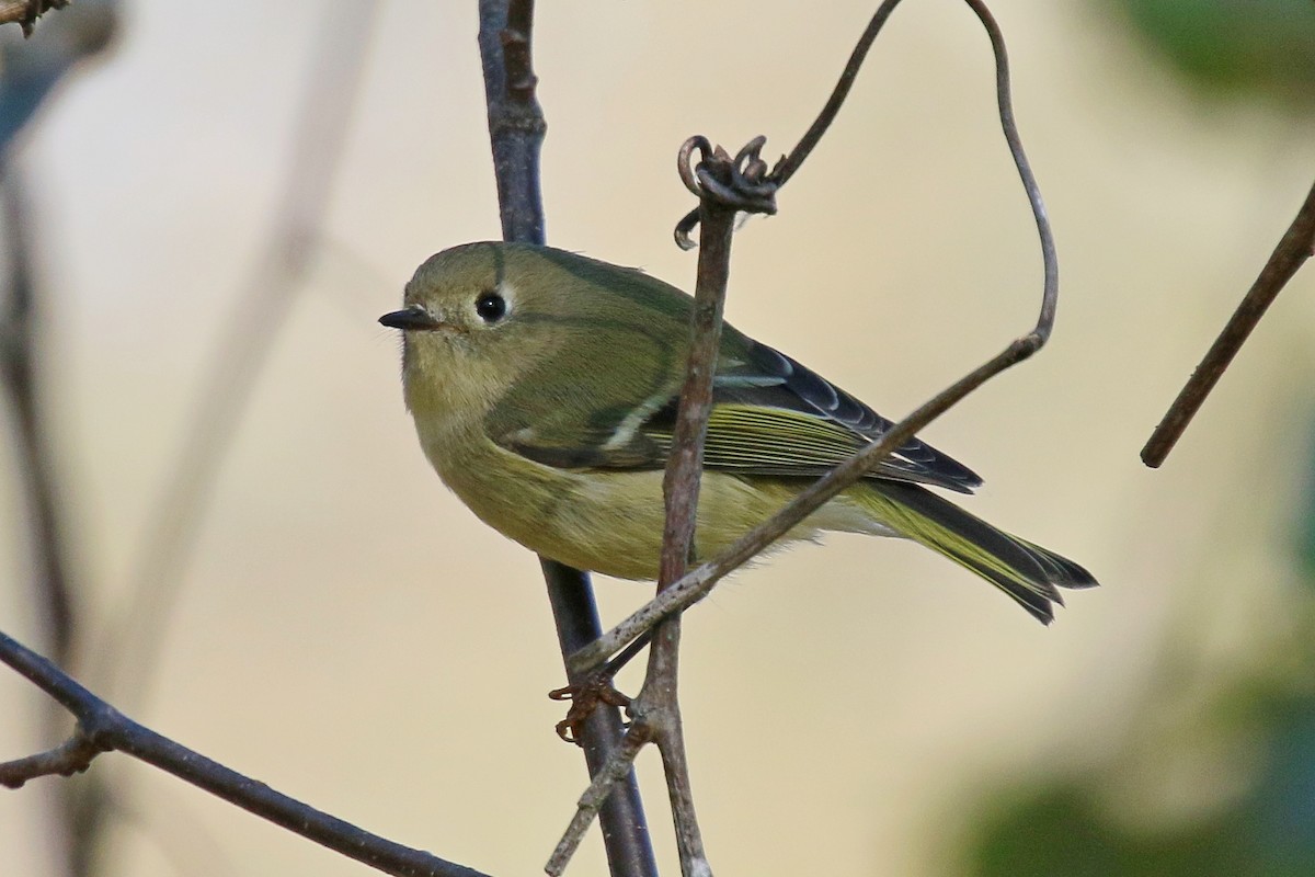 Ruby-crowned Kinglet - ML643403680