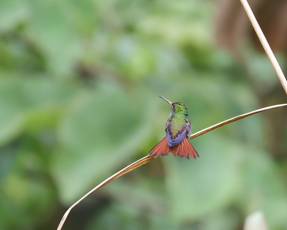 Rufous-tailed Hummingbird - ML643403682