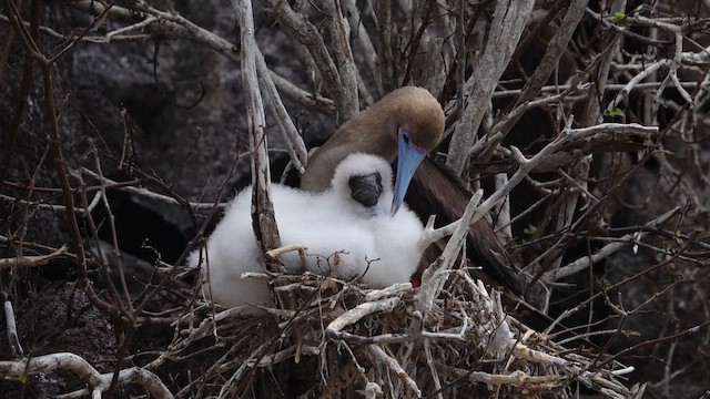 Red-footed Booby - ML643403683