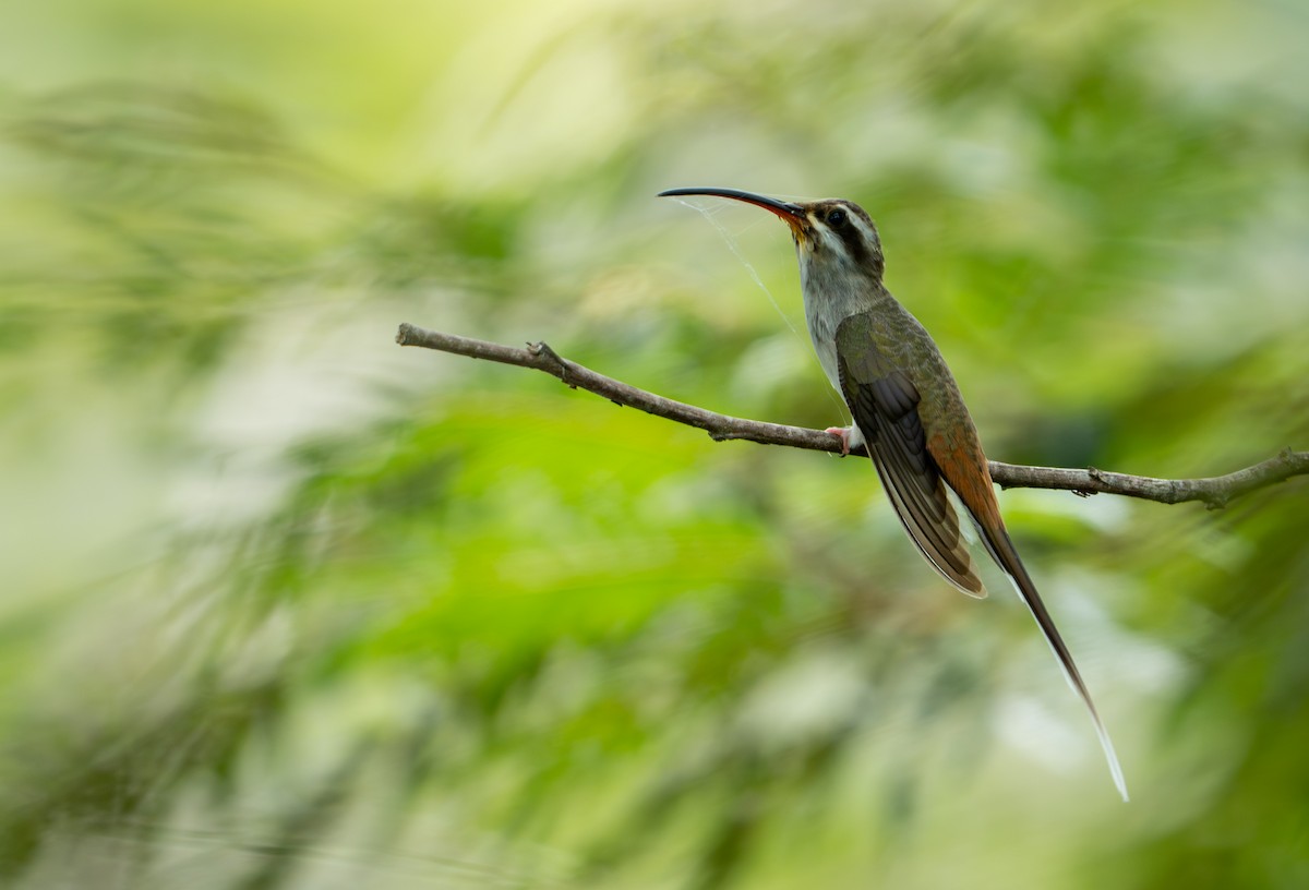 Sooty-capped Hermit - ML643403689