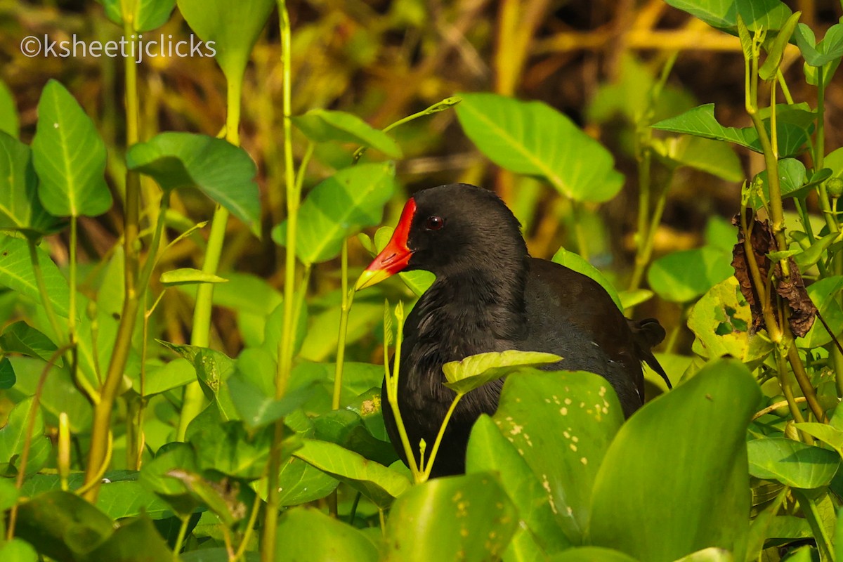 Eurasian Moorhen - ML643403690