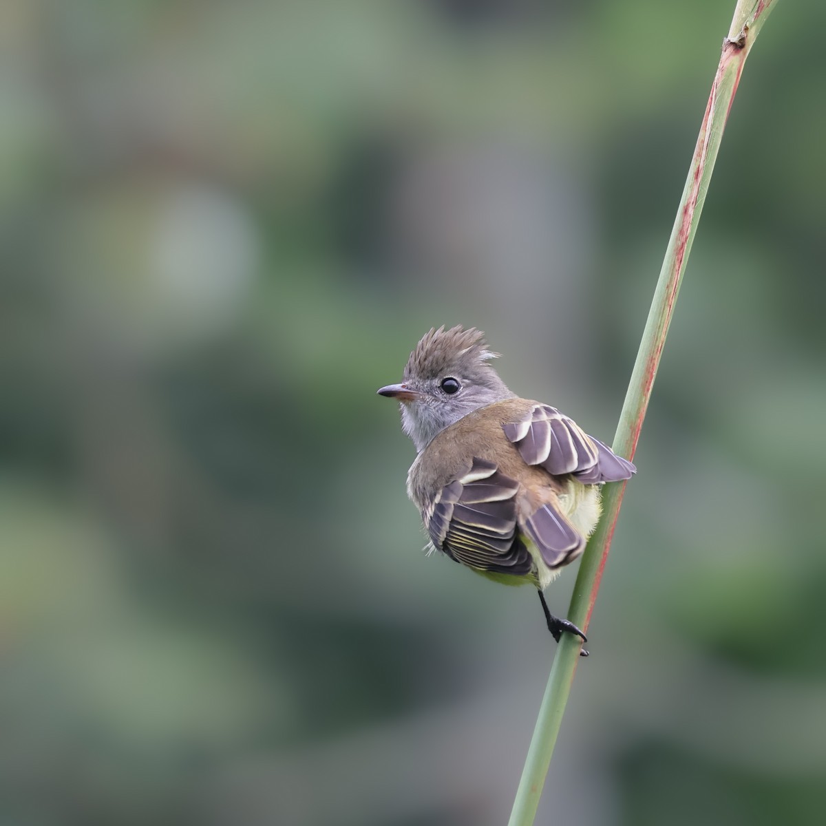 Yellow-bellied Elaenia - ML643403693