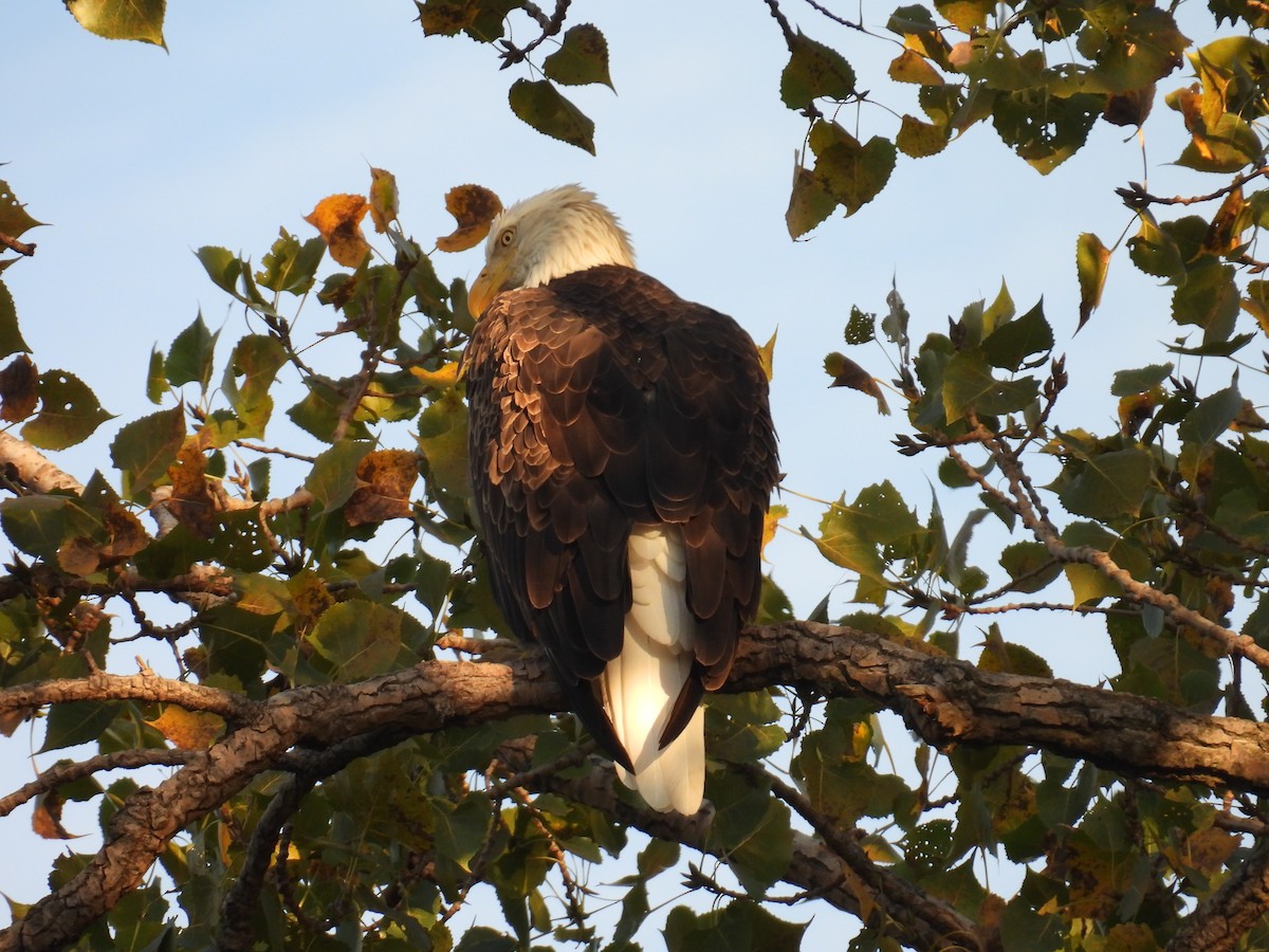 Bald Eagle - ML643403694